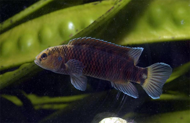 Badis limaakumi