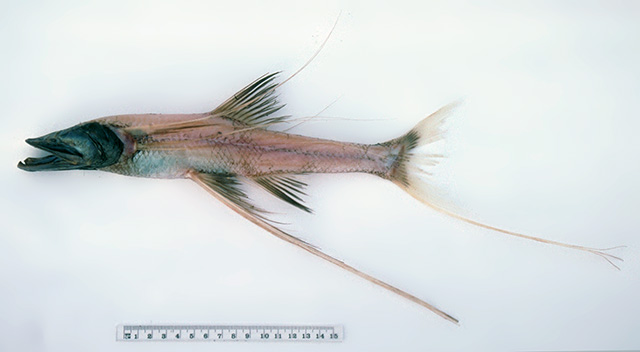 Bathypterois longipes