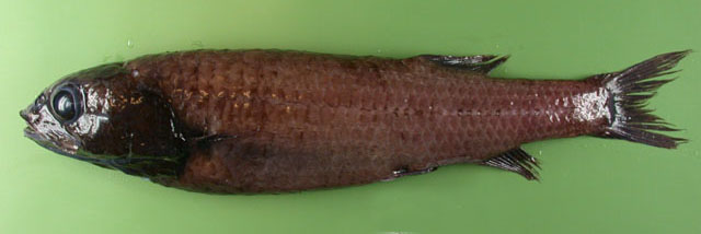 Bathytroctes macrolepis