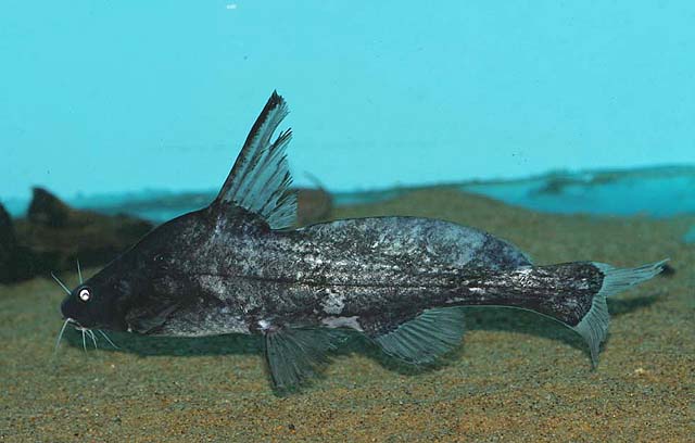 Bagrichthys majusculus