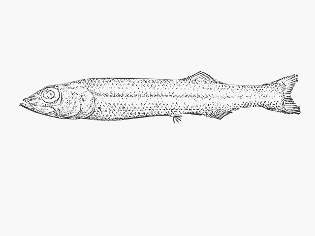 Bajacalifornia megalops