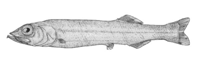 Bajacalifornia megalops