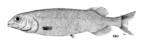 Bajacalifornia megalops