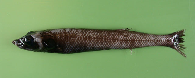 Bajacalifornia megalops