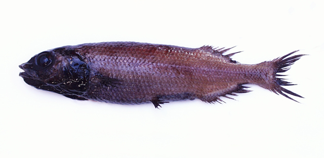 Bajacalifornia megalops