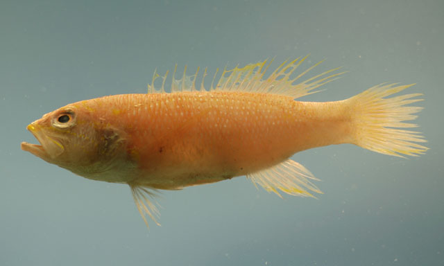 Bathyanthias mexicanus