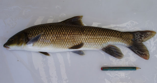 Luciobarbus microcephalus