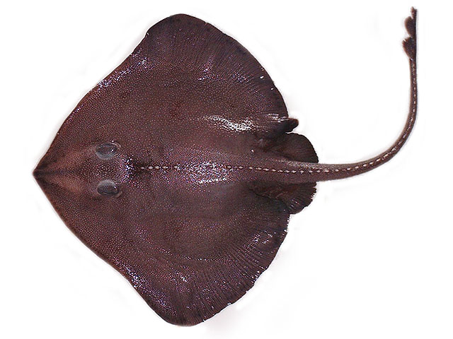 Bathyraja multispinis