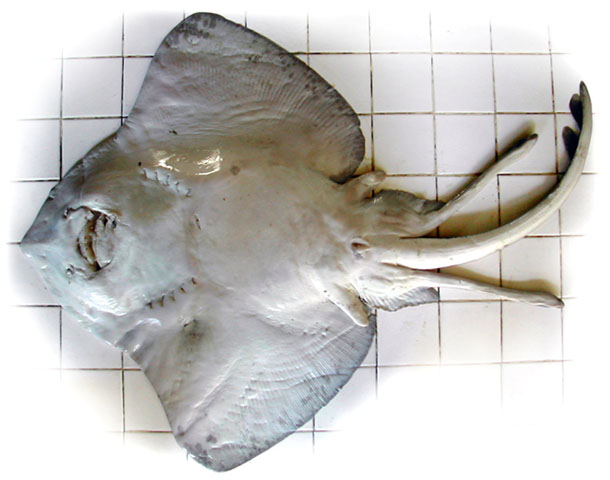 Bathyraja multispinis