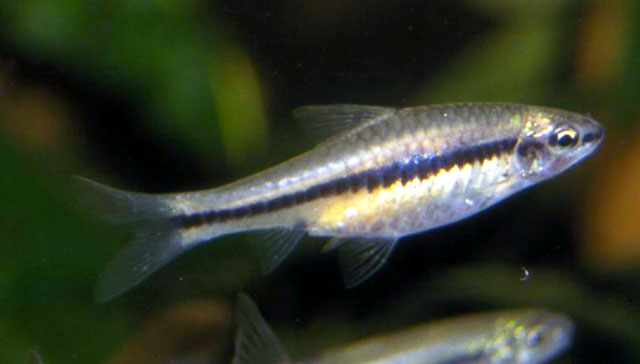 Enteromius punctitaeniatus