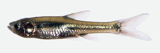 Enteromius serengetiensis