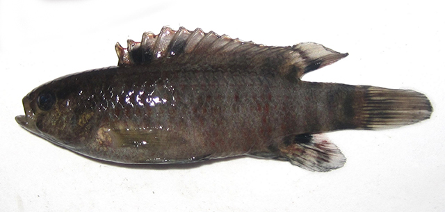 Badis singenensis