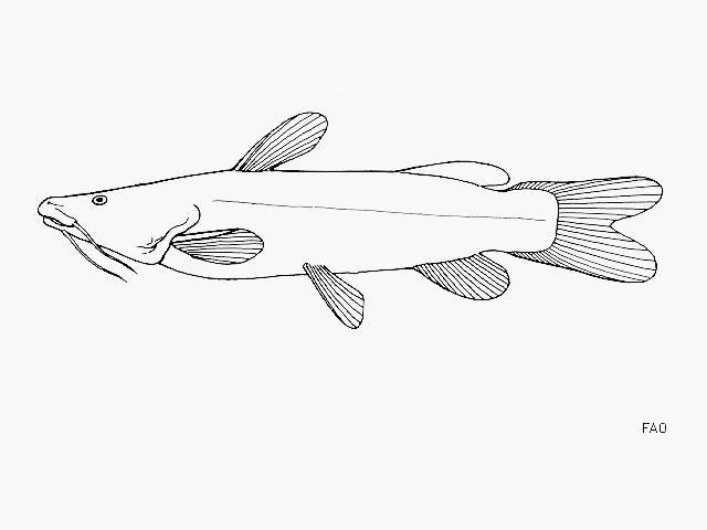 Bathybagrus tetranema