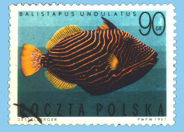 Balistapus undulatus