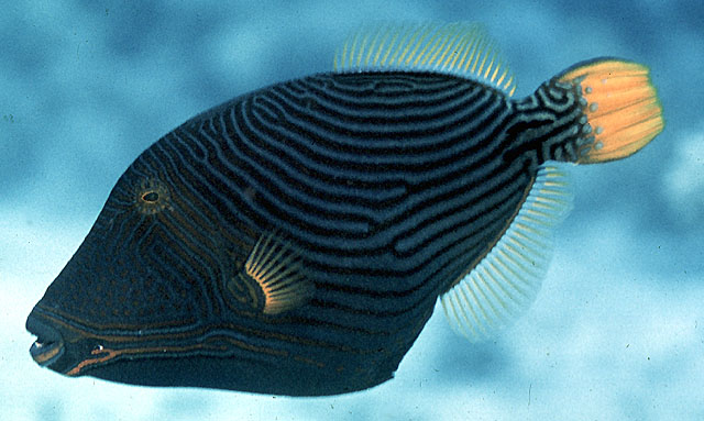 Balistapus undulatus