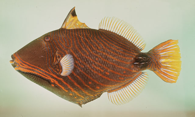 Balistapus undulatus