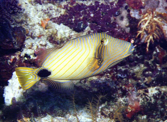 Balistapus undulatus