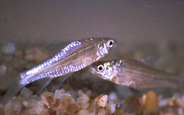 Enteromius unitaeniatus