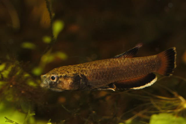 Betta albimarginata