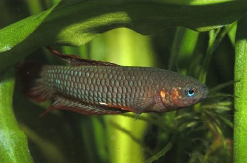 Betta burdigala