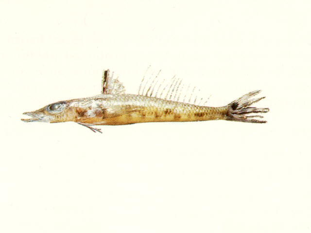 Bembrops curvatura