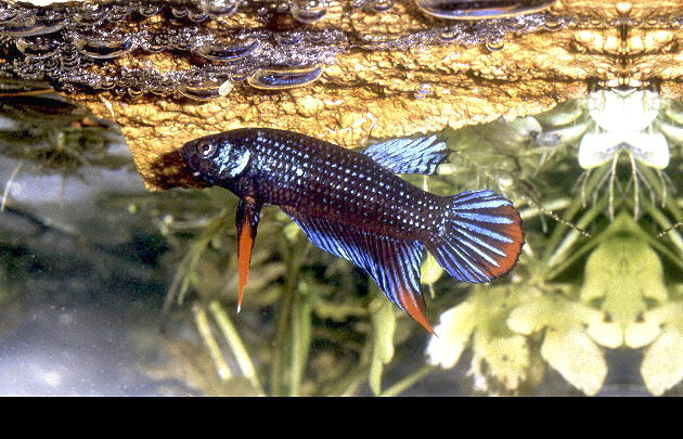 Betta imbellis