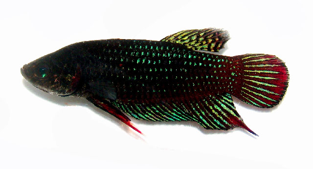 Betta imbellis