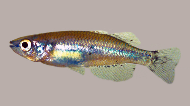 Bedotia leucopteron