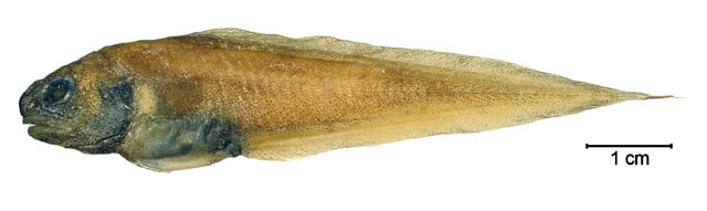 Berob_u0.jpg