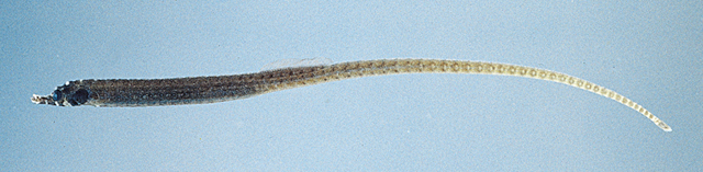 Bhanotia fasciolata