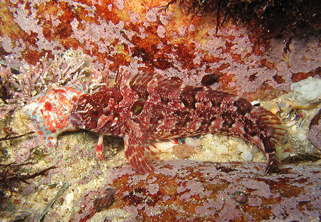 Blennioclinus brachycephalus