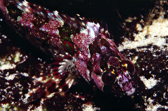 Blennioclinus brachycephalus