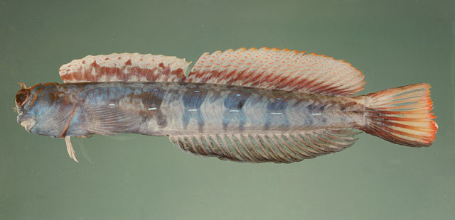 Blenniella paula