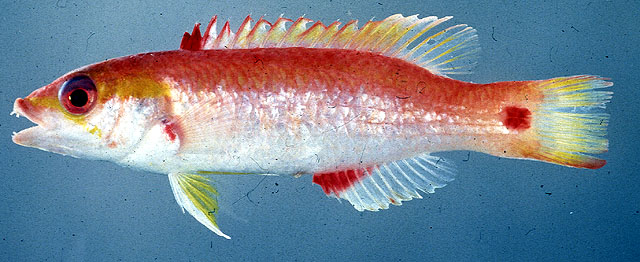 Bodianus cylindriatus