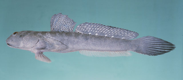 Boleophthalmus dussumieri