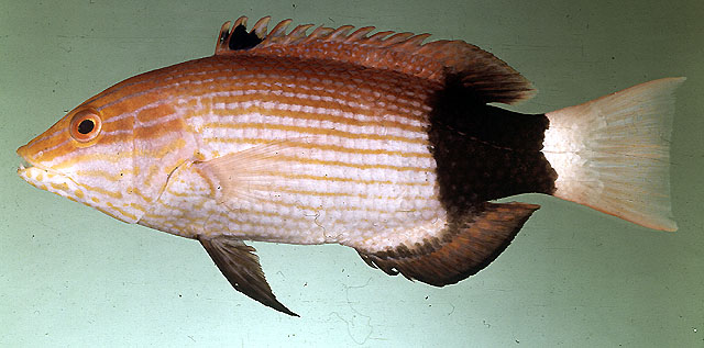 Bodianus macrourus