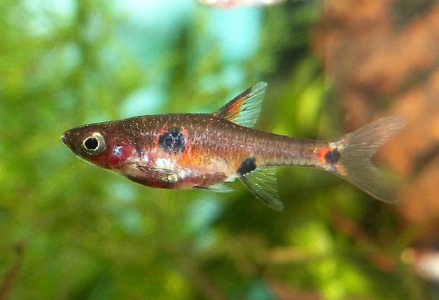 Boraras maculatus