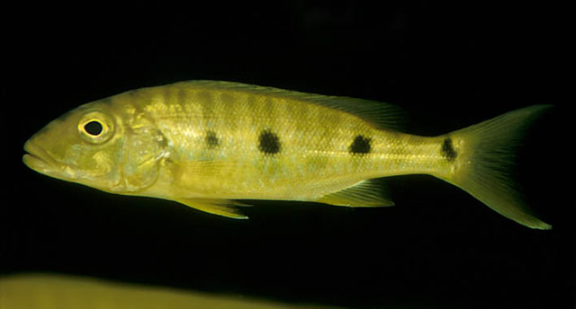 Boulengerochromis microlepis