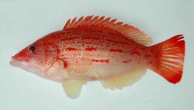 Bodianus rubrisos