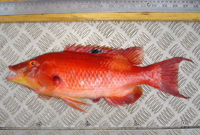 Bodianus unimaculatus