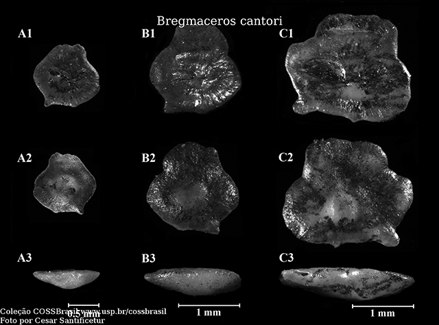 Bregmaceros cantori