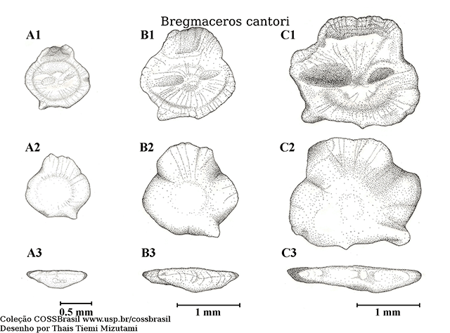 Bregmaceros cantori