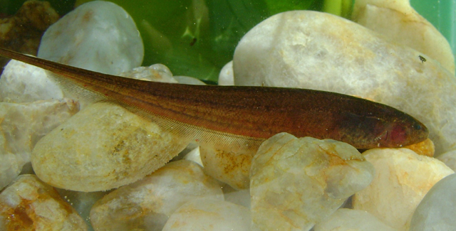 Brachyhypopomus draco