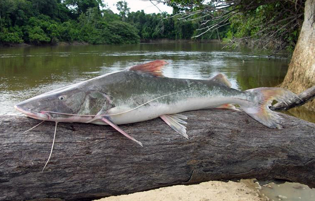 Brachyplatystoma filamentosum