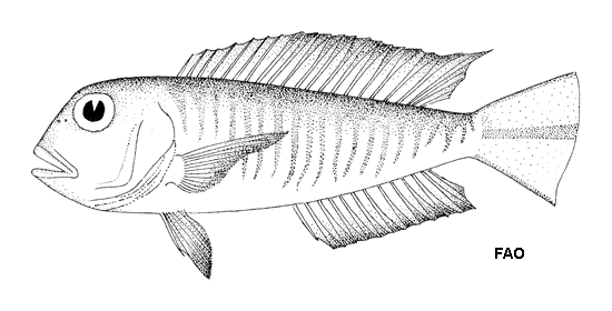 Branchiostegus gloerfelti