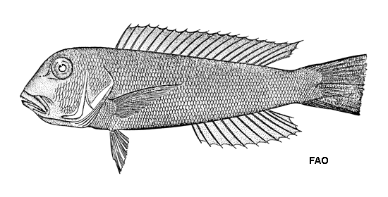 Branchiostegus ilocanus