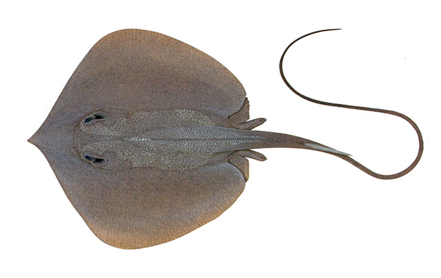 Brevitrygon javaensis