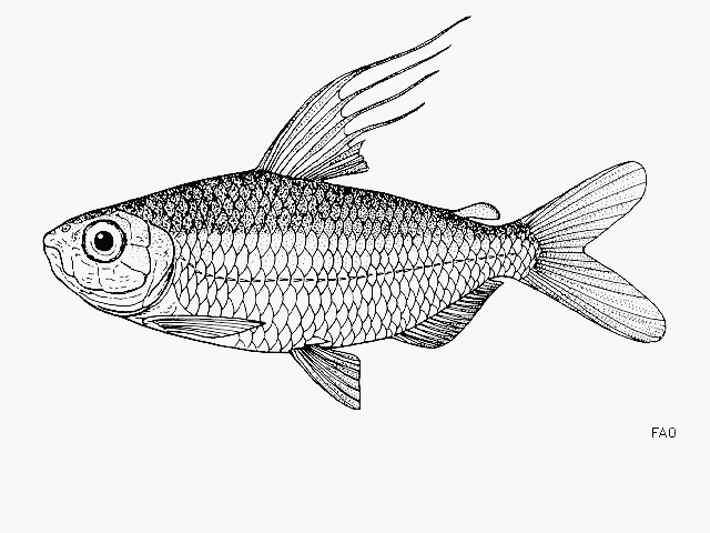Bryconaethiops macrops