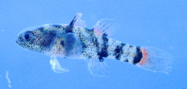 Brachygobius mekongensis