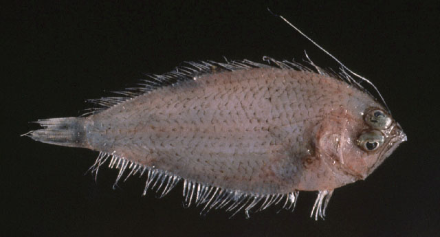 Brachypleura novaezeelandiae